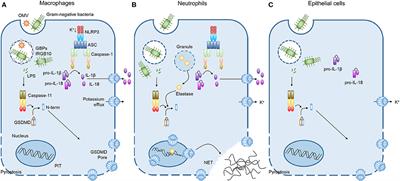 Caspase-11 Non-canonical Inflammasomes in the Lung